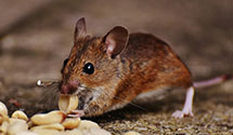 24 Hour & Emergency Exterminators in Stock Yards, IL
